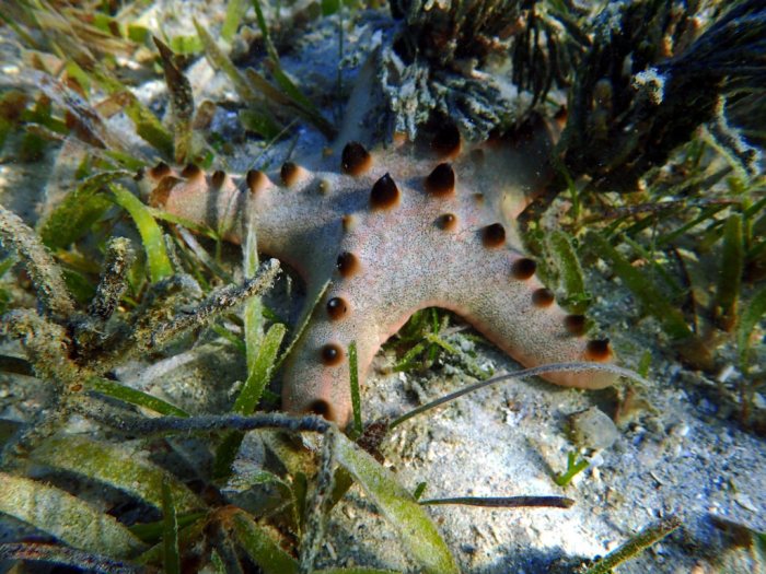 Pentaceraster alveolatus