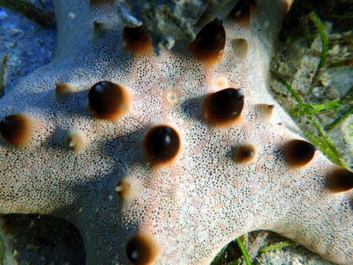 Pentaceraster alveolatus