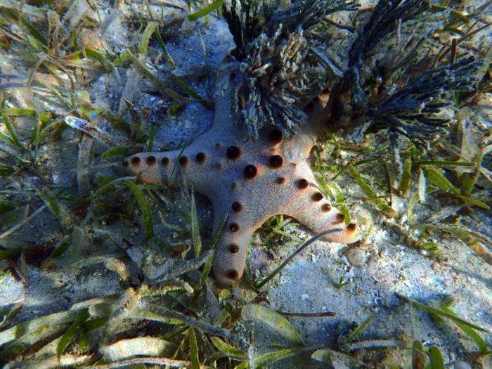 Pentaceraster alveolatus