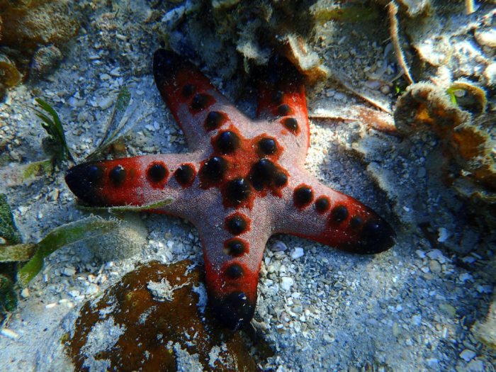 Pentaceraster alveolatus