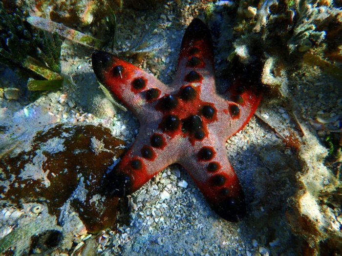 Pentaceraster alveolatus