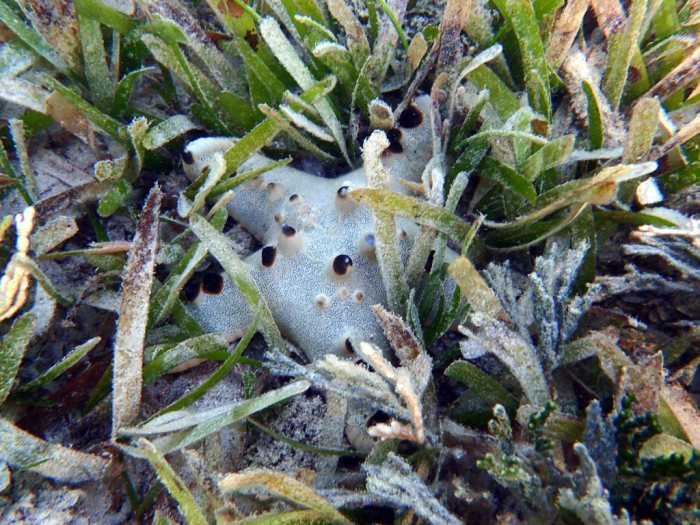 Pentaceraster alveolatus