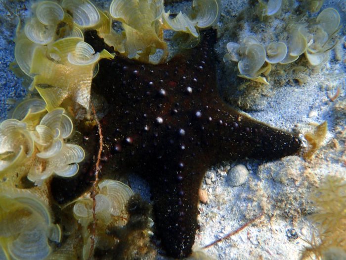 Pentaceraster alveolatus