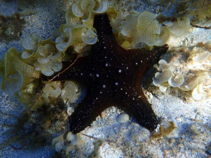 Pentaceraster alveolatus