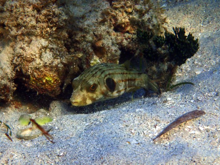 Arothron manilensis