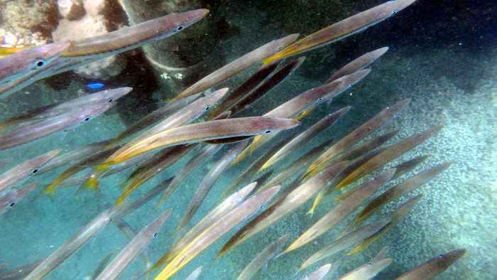Sphyraena flavicauda