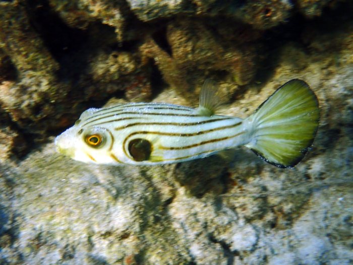 Arothron manilensis