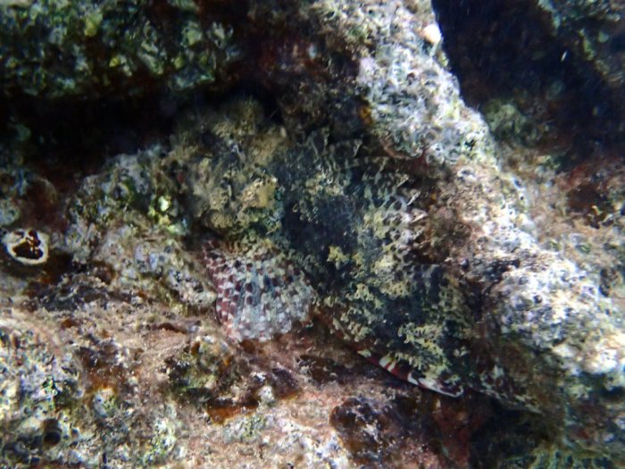 Scorpaenodes kelloggi