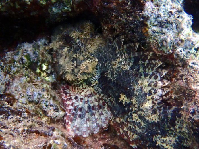 Scorpaenodes kelloggi