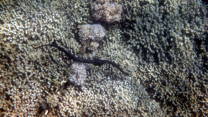 Emydocephalus annulatus