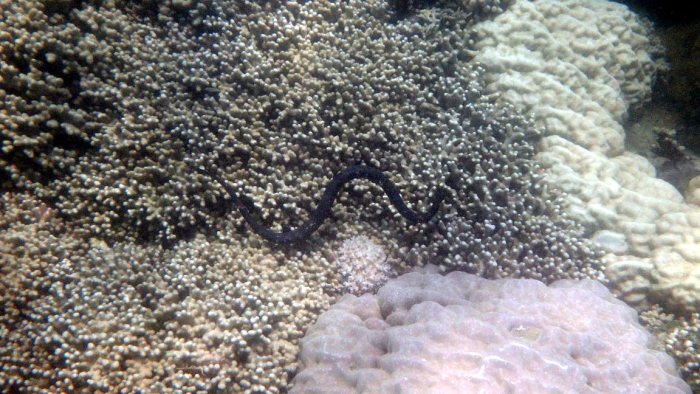 Emydocephalus annulatus