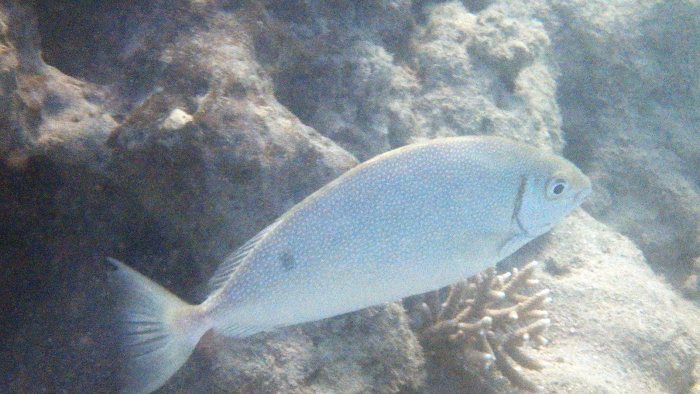 Siganus fuscescens