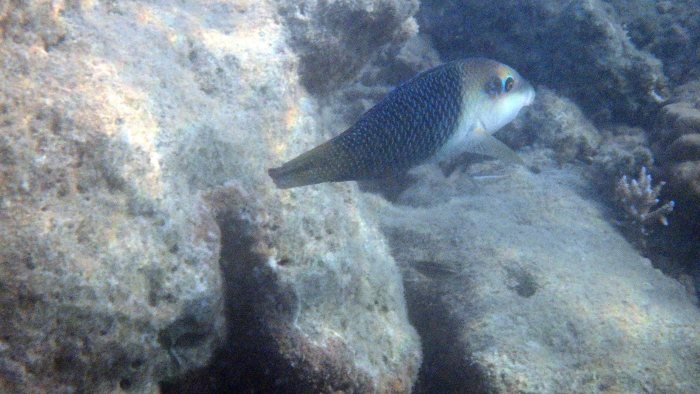 Hemigymnus melapterus