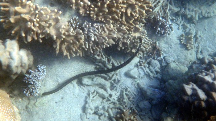 Emydocephalus annulatus
