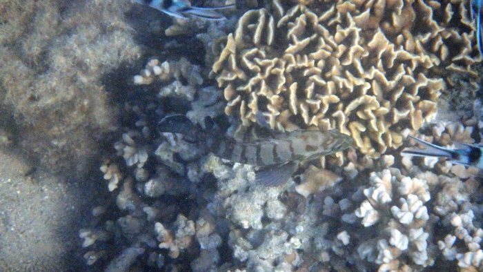 Cephalopholis boenak