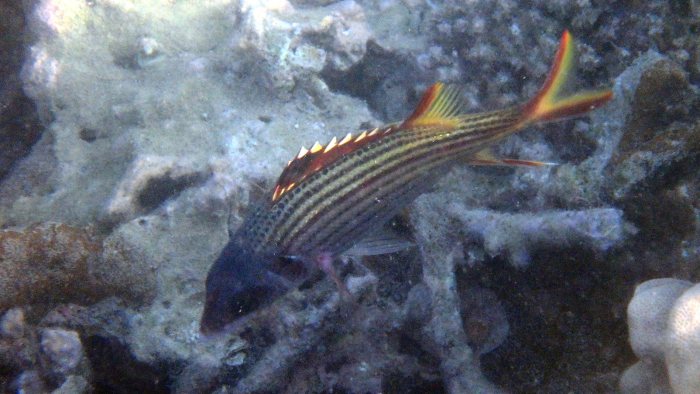 Neoniphon sammara