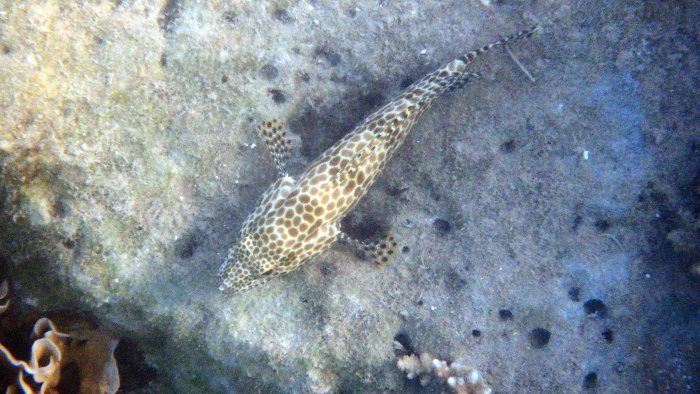 Epinephelus merra