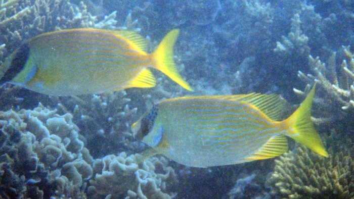 Siganus puellus