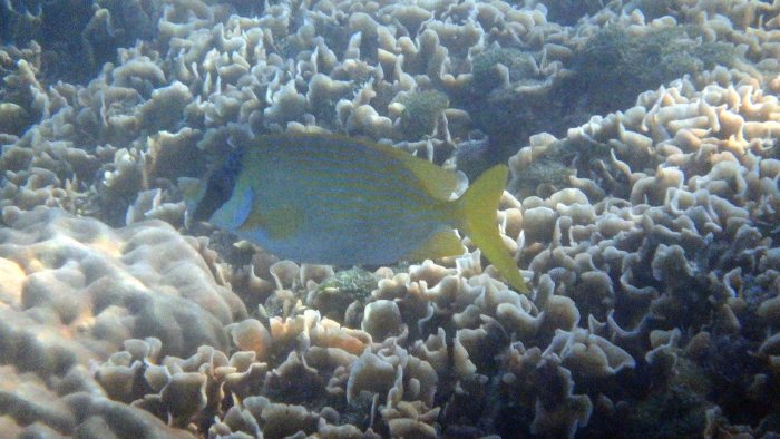 Siganus puellus