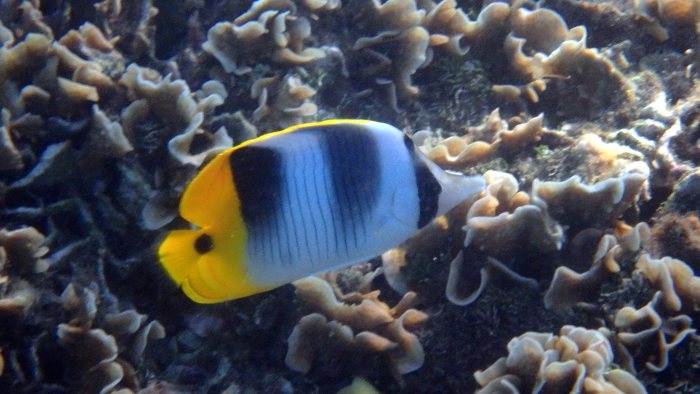Chaetodon ulietensis