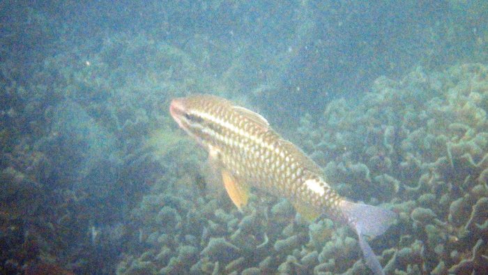 Parupeneus ciliatus
