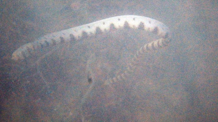 Hydrophis major