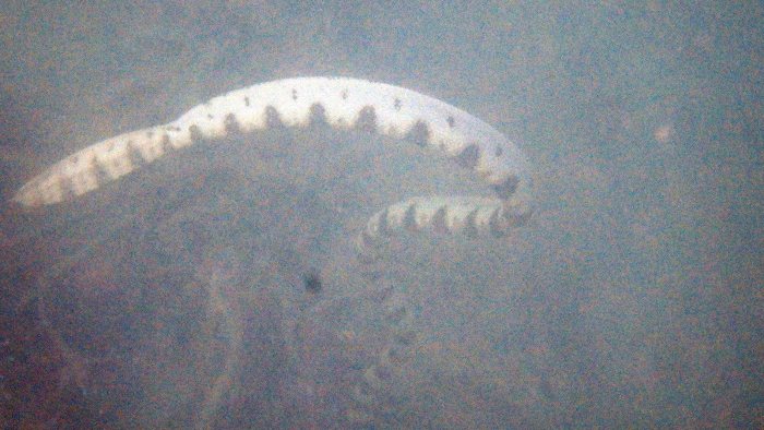 Hydrophis major