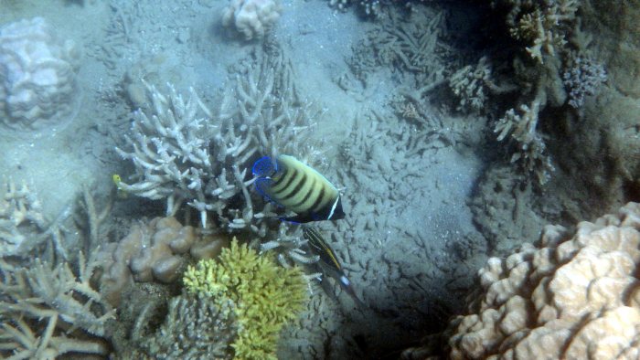 Pomacanthus sexstriatus