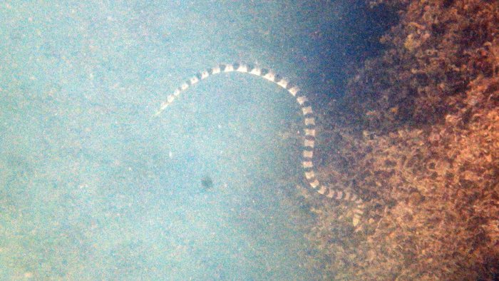 Hydrophis major