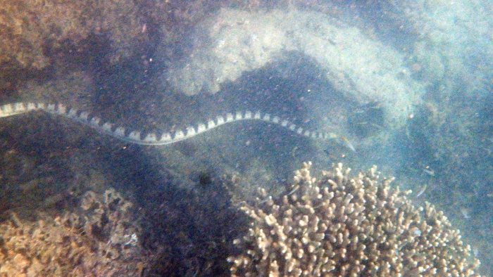 Hydrophis major