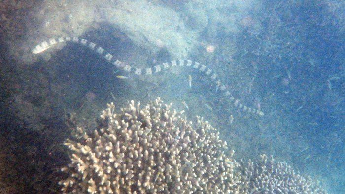 Hydrophis major
