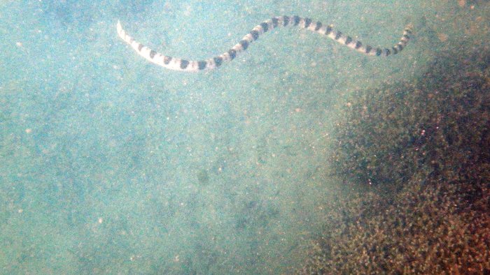 Hydrophis major
