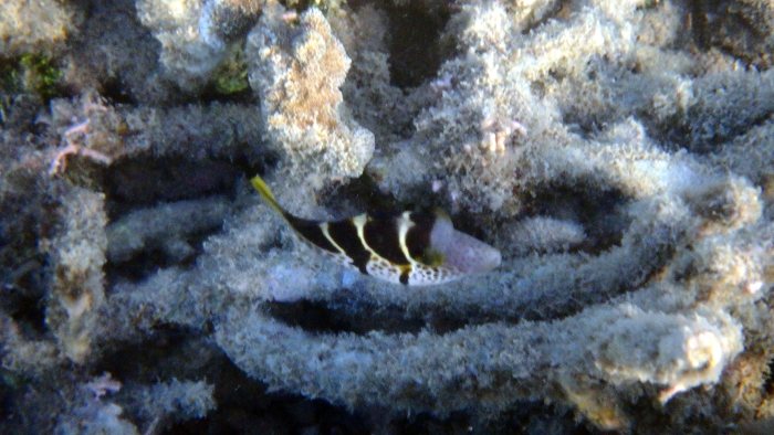 Canthigaster valentini