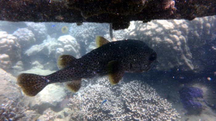 Diodon hystrix