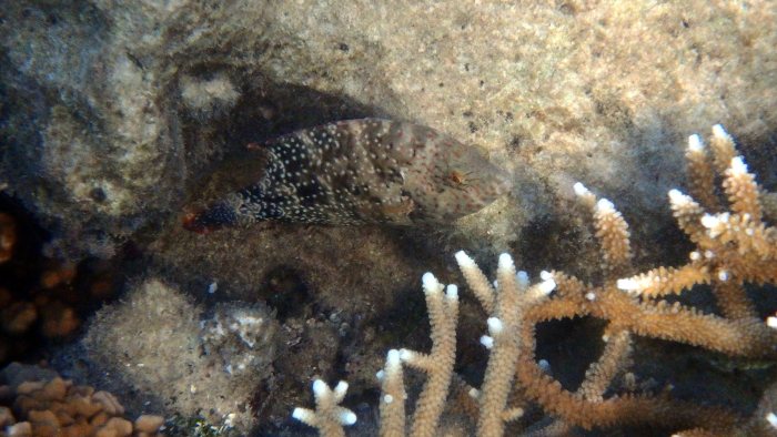 Cheilinus chlorourus