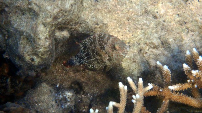 Cheilinus chlorourus