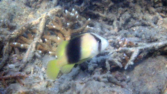 Diploprion bifasciatum