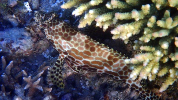 Epinephelus merra