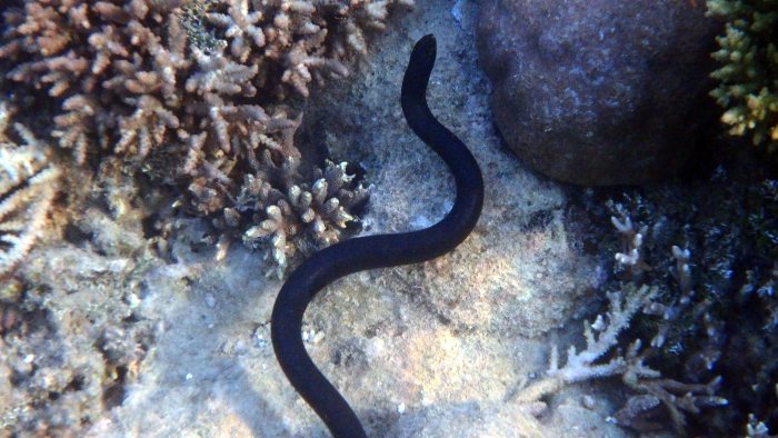 Emydocephalus annulatus