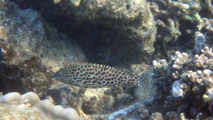 Epinephelus merra