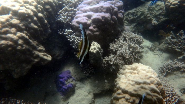 Heniochus chrysostomus