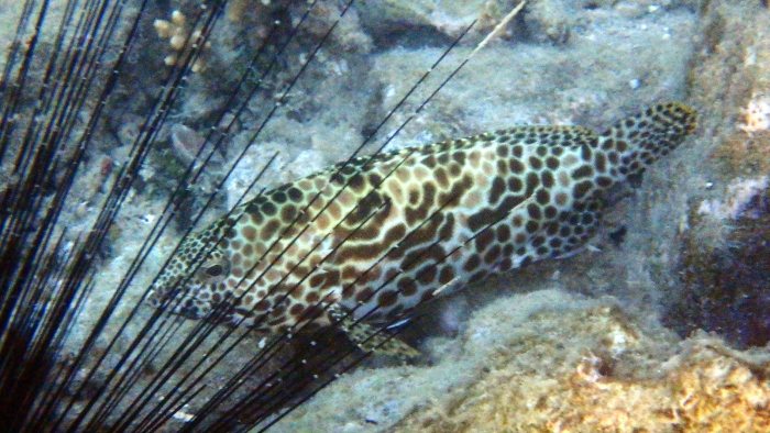 Epinephelus merra