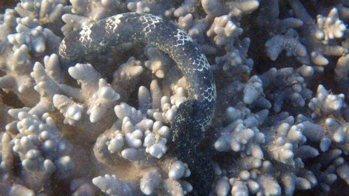 Emydocephalus annulatus