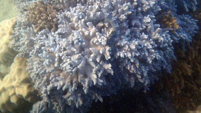 Emydocephalus annulatus