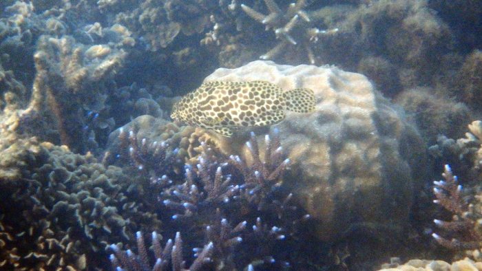 Epinephelus merra