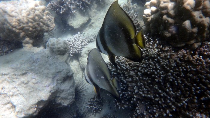 Platax orbicularis