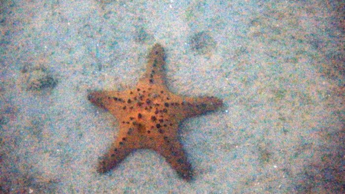 Pentaceraster alveolatus