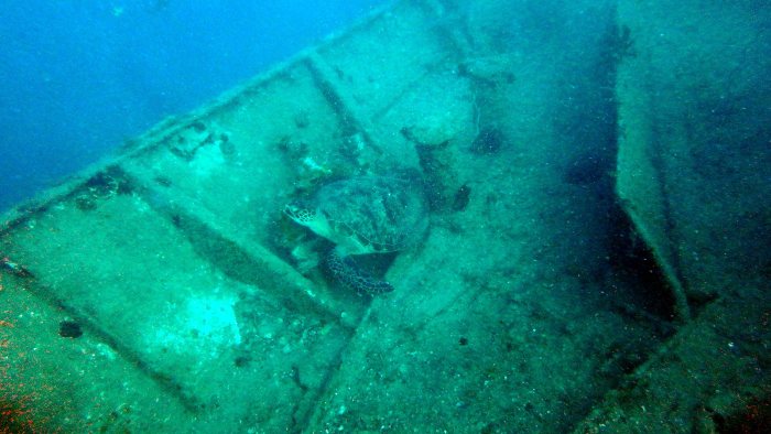 Chelonia mydas (tortue verte)