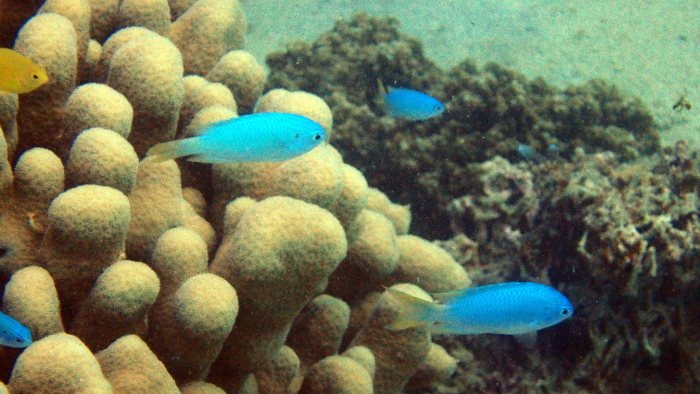 Pomacentrus pavo