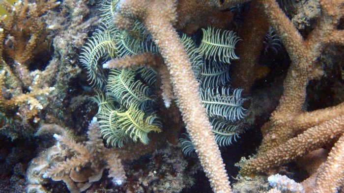 Clarkcomanthus (Comantus) mirabilis
